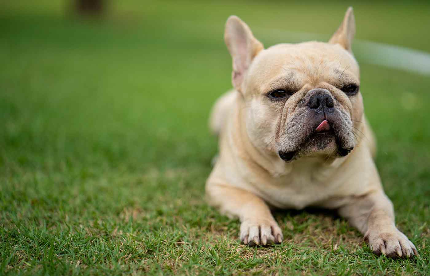 Consejos para la reproducción del Bulldog Francés