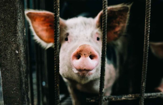 La activista vegana Rooney Mara se infiltra en granja industrial