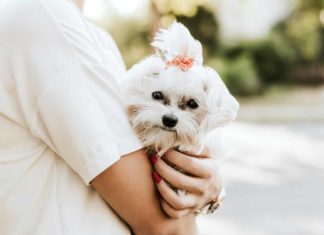 El Bichón Maltés es una raza de perro cariños ideal para pisos pequeños