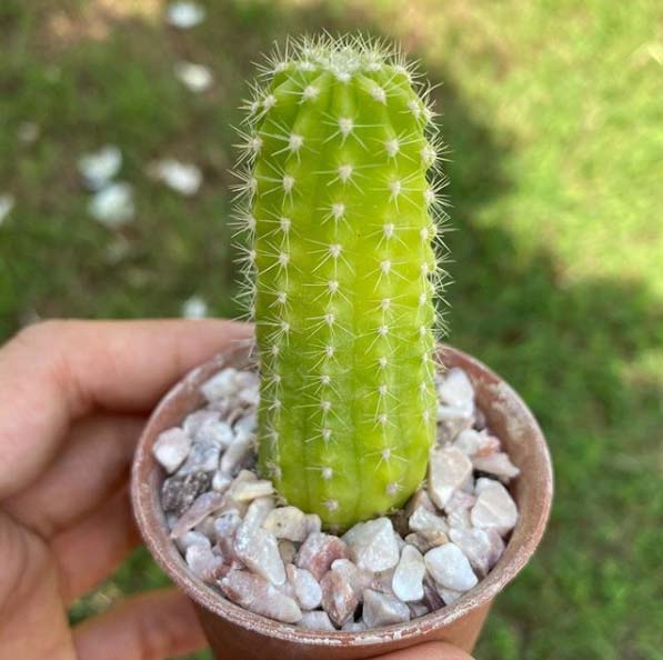 El cactus destaca como planta interior por su belleza y fortaleza