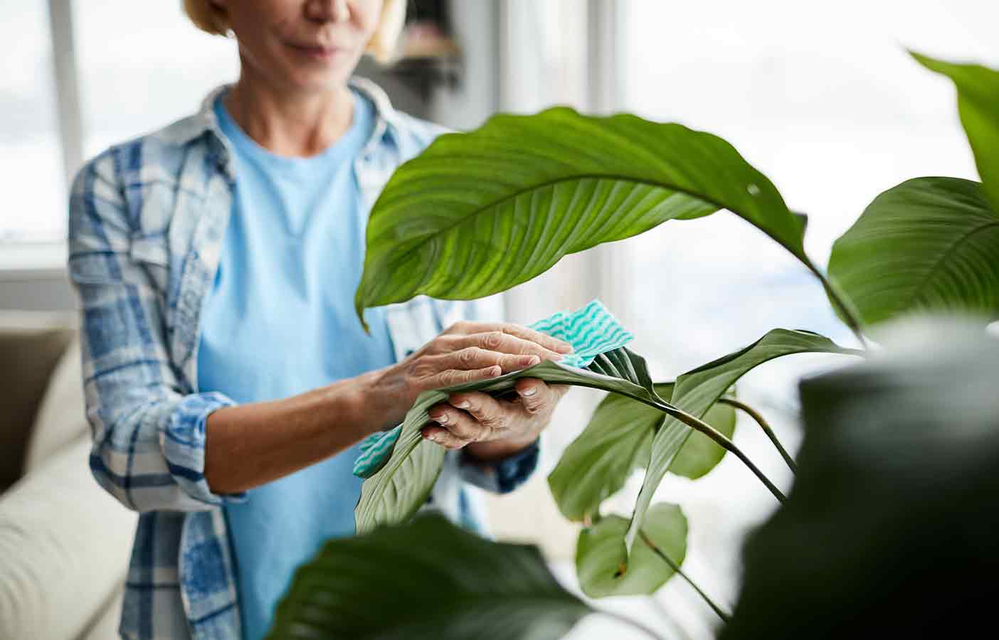 20 plantas de interior capaces de sobrevivir en las peores condiciones